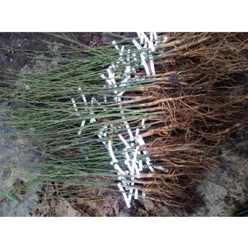 PEREŁKOWIEC JAPOŃSKI bardzo miododajne drzewo - sadzonki 50 / 80 cm